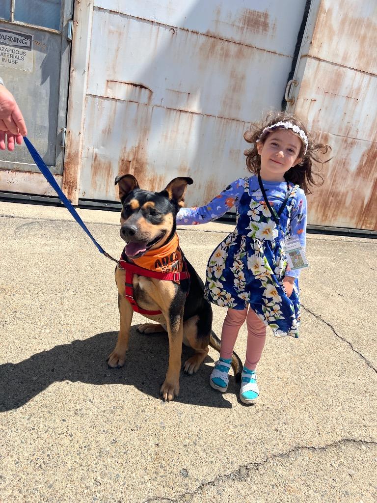 Enlarge Emmy, a Adoptable mixed breed in Chico, CA image 3/3