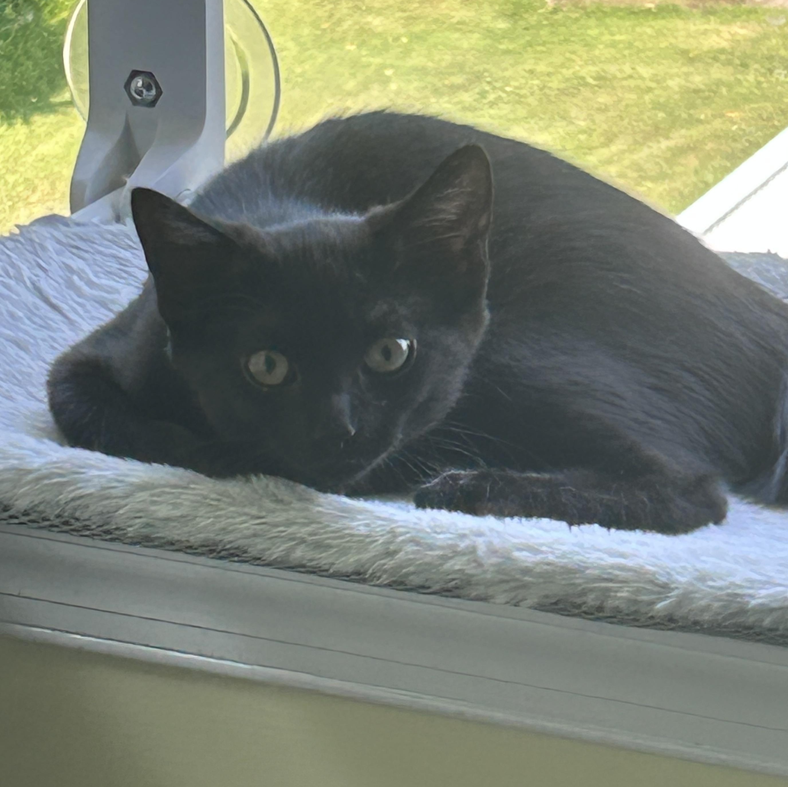 Enlarge Ember, an adopted Domestic Short Hair in Yardley, PA image 2/3