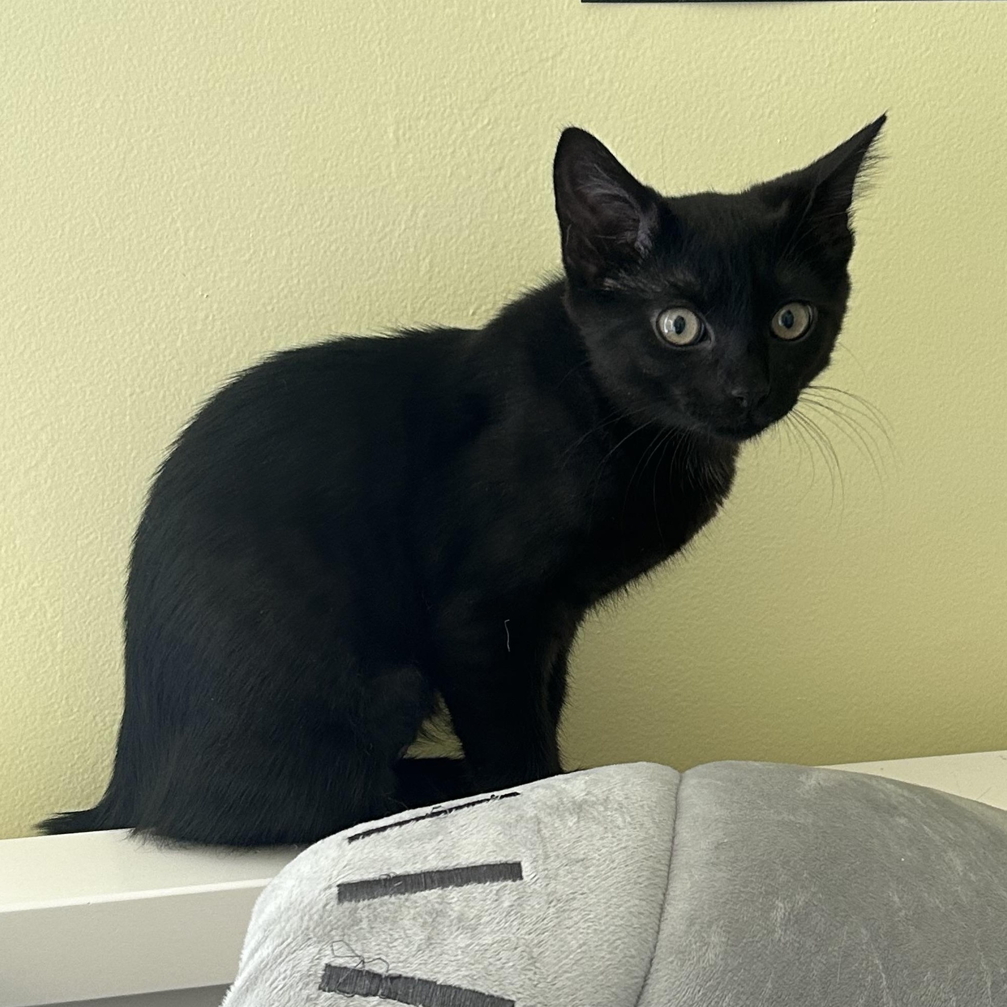 Enlarge Ember, an adopted Domestic Short Hair in Yardley, PA image 3/3