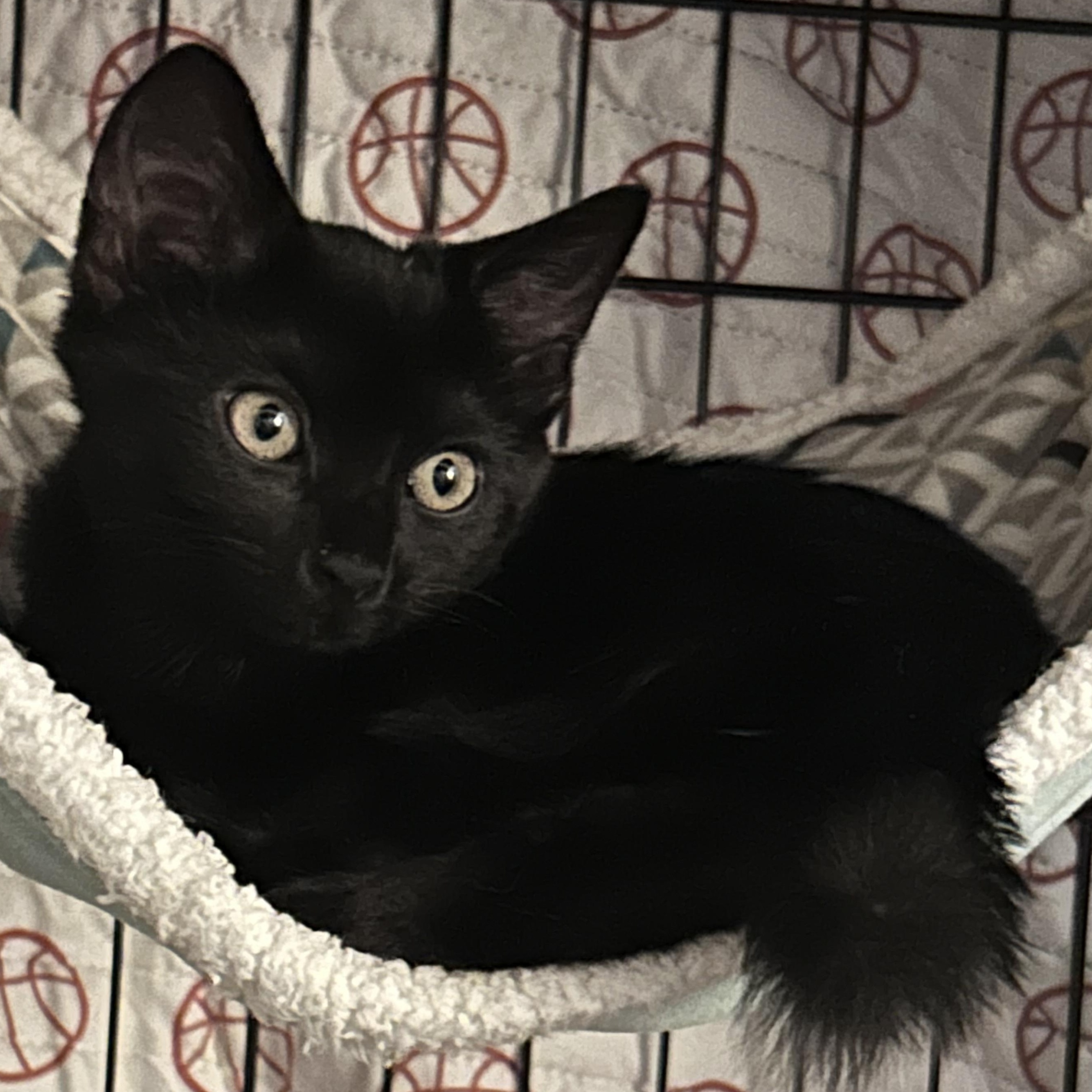 Ember, adopted, Kitten Female Domestic Short Hair.