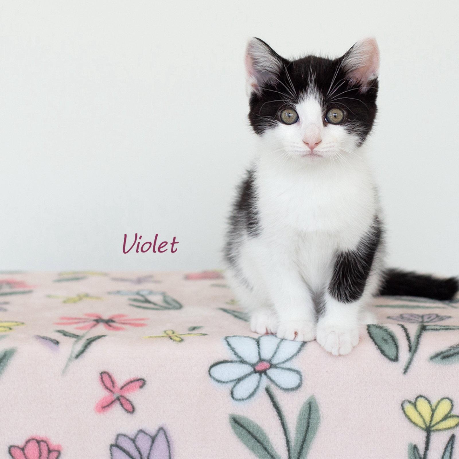 Enlarge Violet, a Adoptable Domestic Short Hair in Rochester, NY image 1/3
