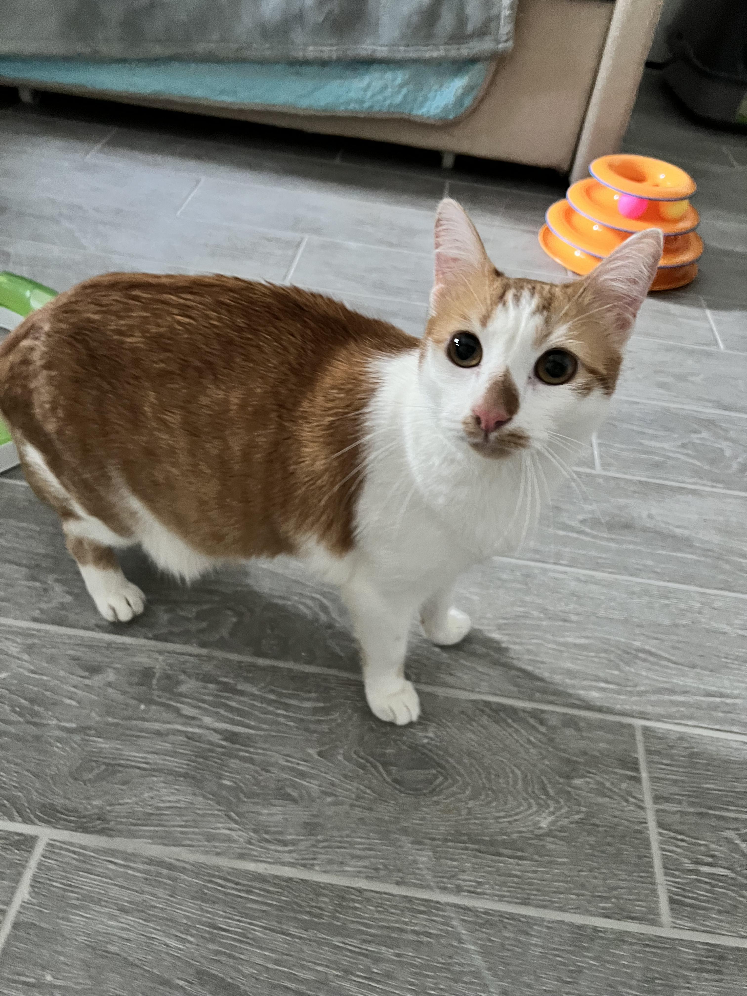 Enlarge Buddy, a Adoptable Domestic Short Hair in Saint Pete Beach, FL image 1/2