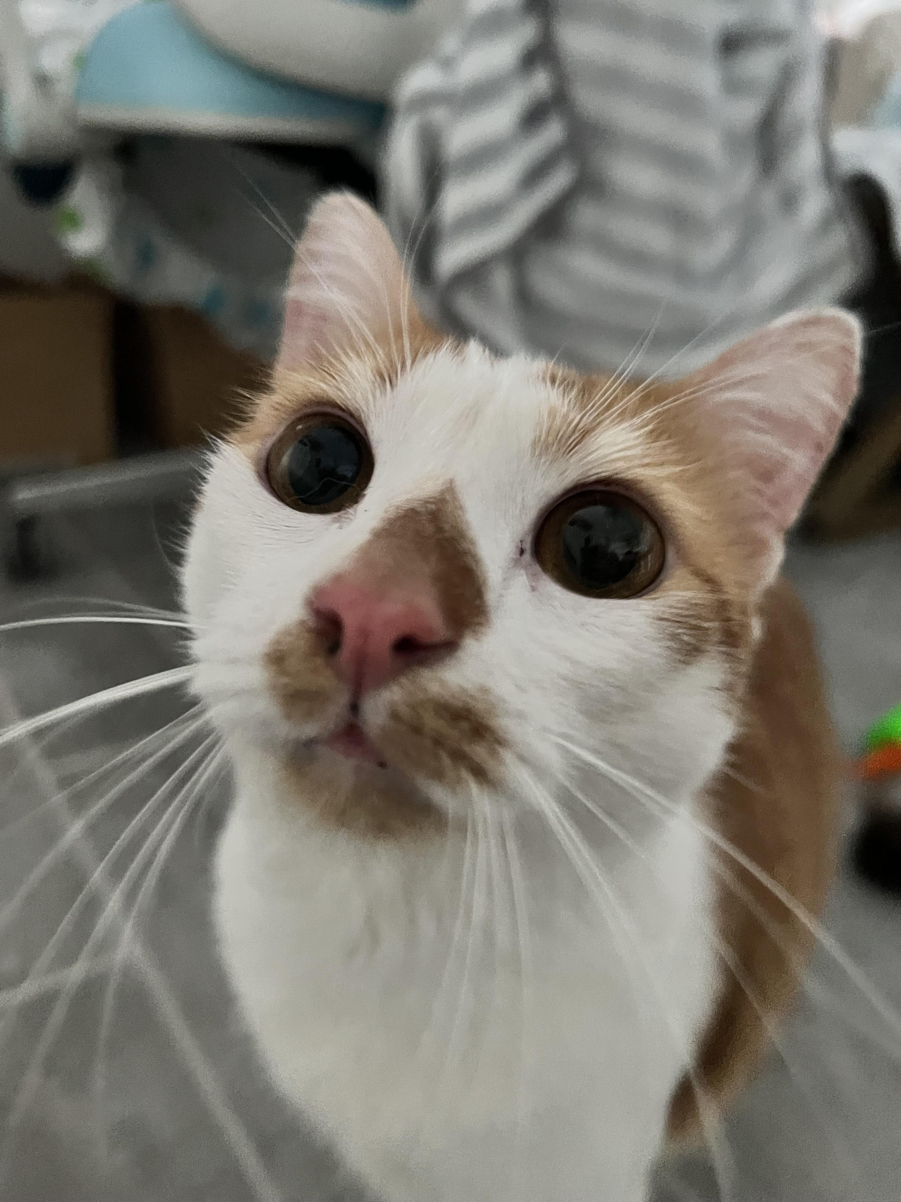 Enlarge Buddy, a Adoptable Domestic Short Hair in Saint Pete Beach, FL image 2/2