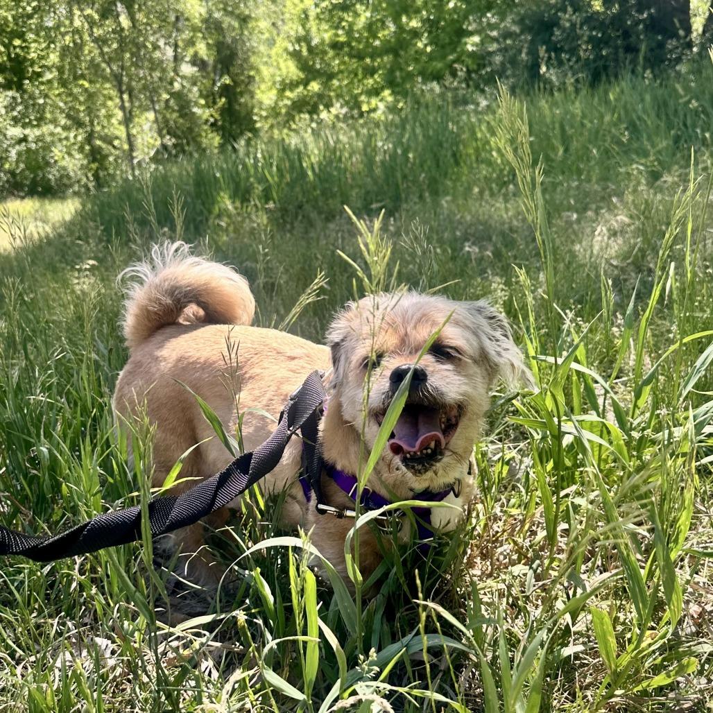 Enlarge Denver, a Adoptable Mixed Breed in Murray, UT image 1/6