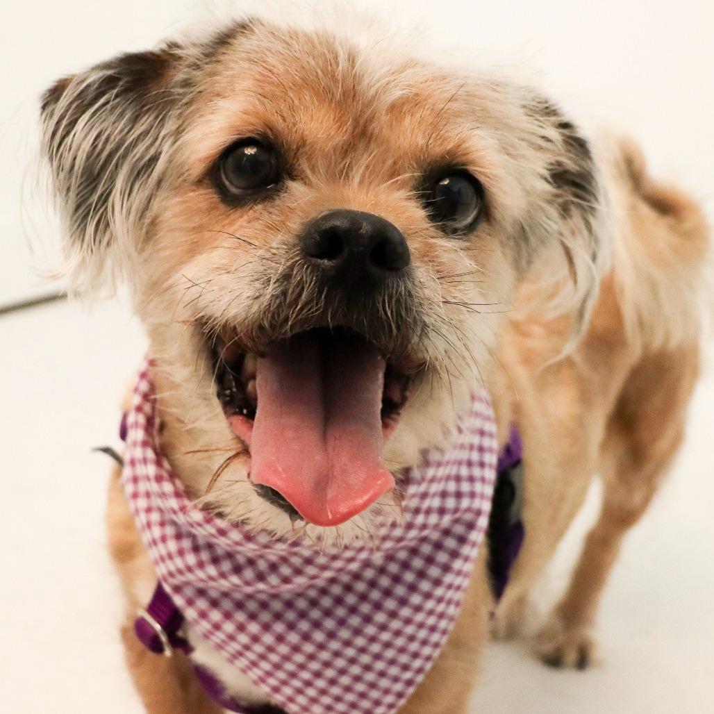 Enlarge Denver, a Adoptable Mixed Breed in Murray, UT image 2/6