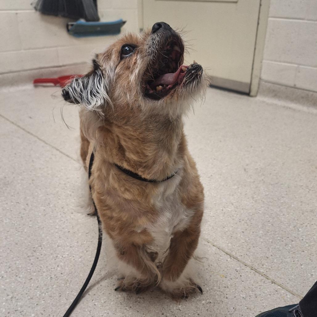 Enlarge Denver, a Adoptable Mixed Breed in Murray, UT image 3/6