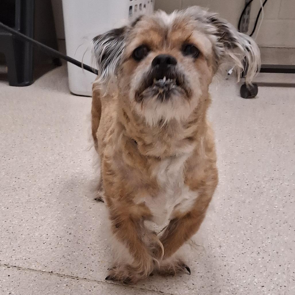 Enlarge Denver, a Adoptable Mixed Breed in Murray, UT image 5/6