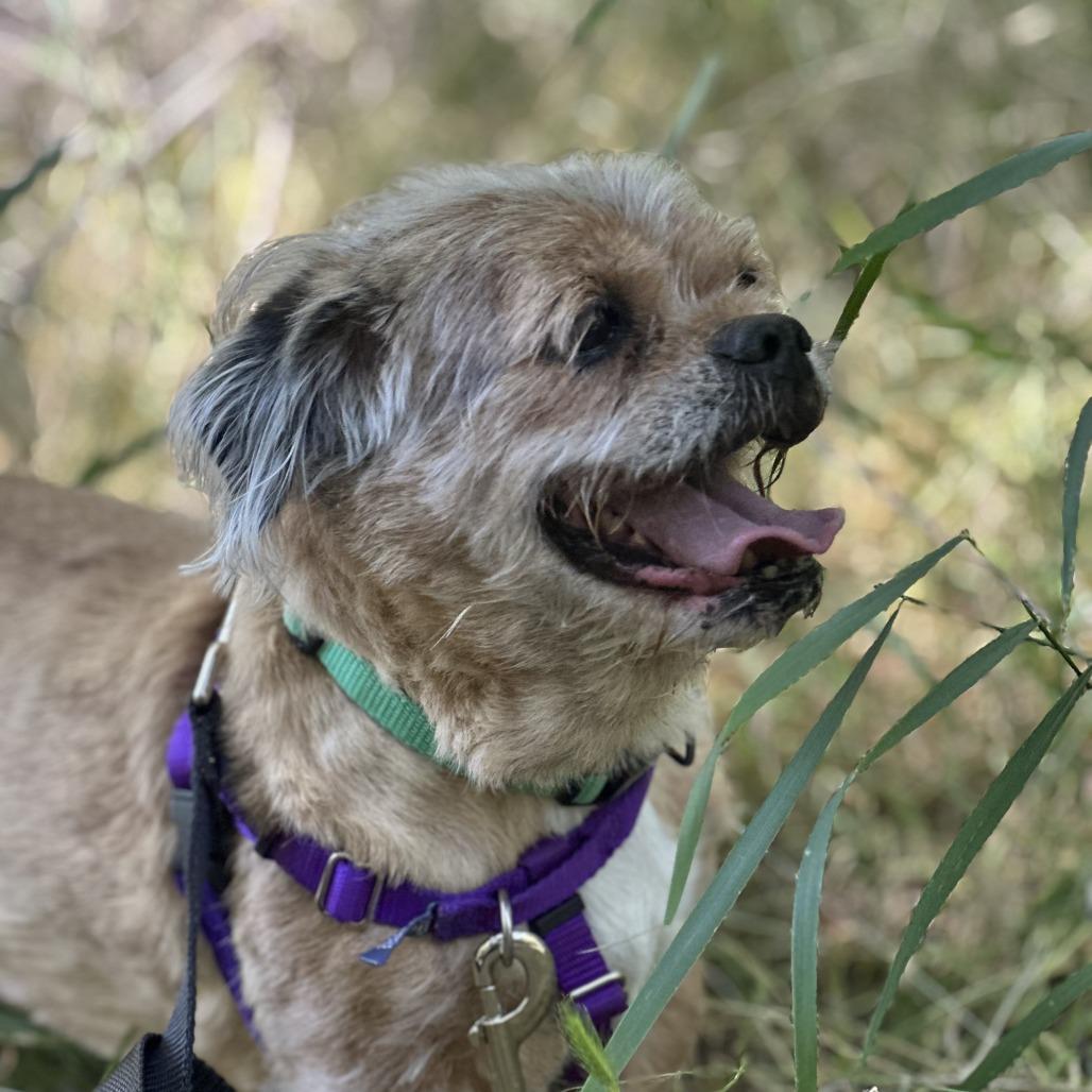 Enlarge Denver, a Adoptable Mixed Breed in Murray, UT image 6/6