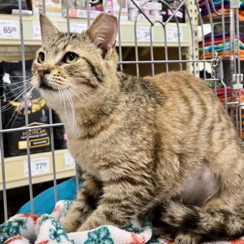 Vivian, Adoptable, Young Female Tabby & Domestic Short Hair.