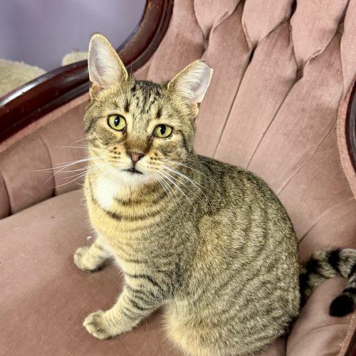 Vivian, a Adoptable mixed breed in Knoxville, TN image 2/6