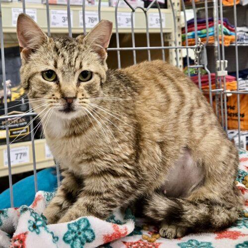 Vivian, a Adoptable mixed breed in Knoxville, TN image 2/6