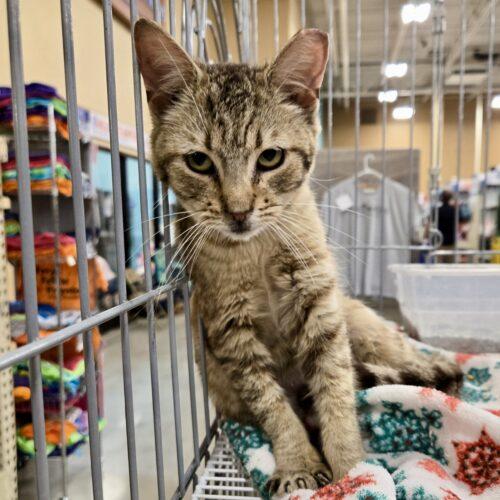 Vivian, a Adoptable mixed breed in Knoxville, TN image 3/6