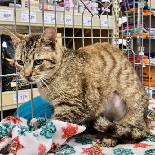 Vivian, a Adoptable mixed breed in Knoxville, TN image 4/6
