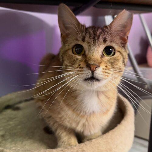 Vivian, a Adoptable mixed breed in Knoxville, TN image 5/6