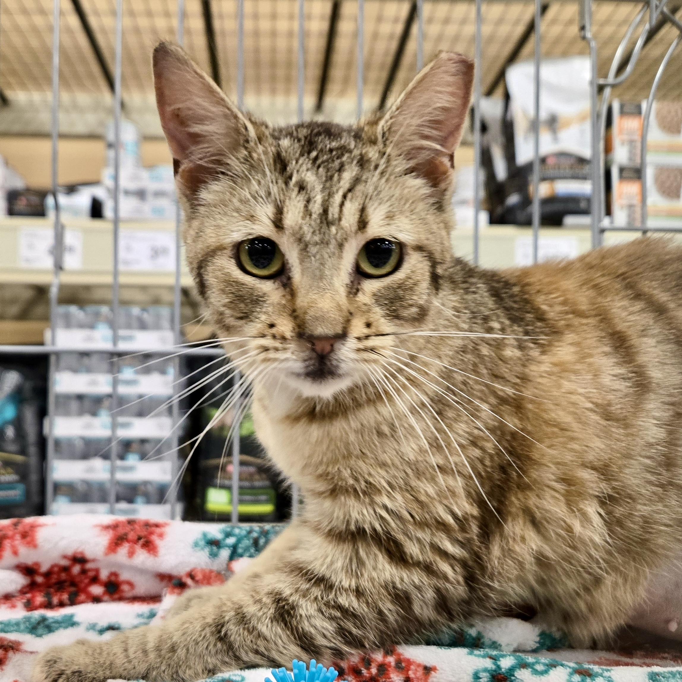 Vivian, a Adoptable mixed breed in Knoxville, TN image 6/6