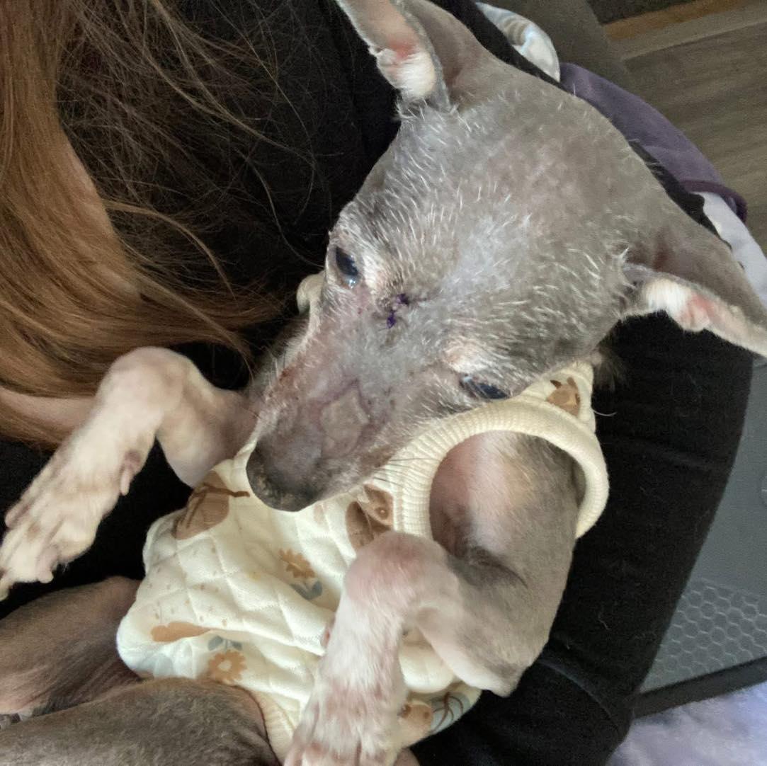 Ernestine, a Adoptable mixed breed in Rockville, MD image 3/6