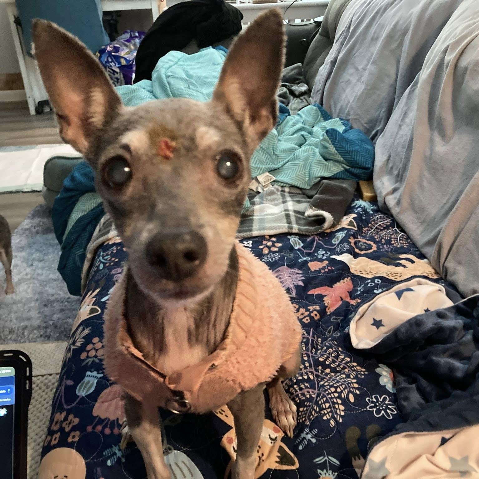 Ernestine, a Adoptable mixed breed in Rockville, MD image 6/6