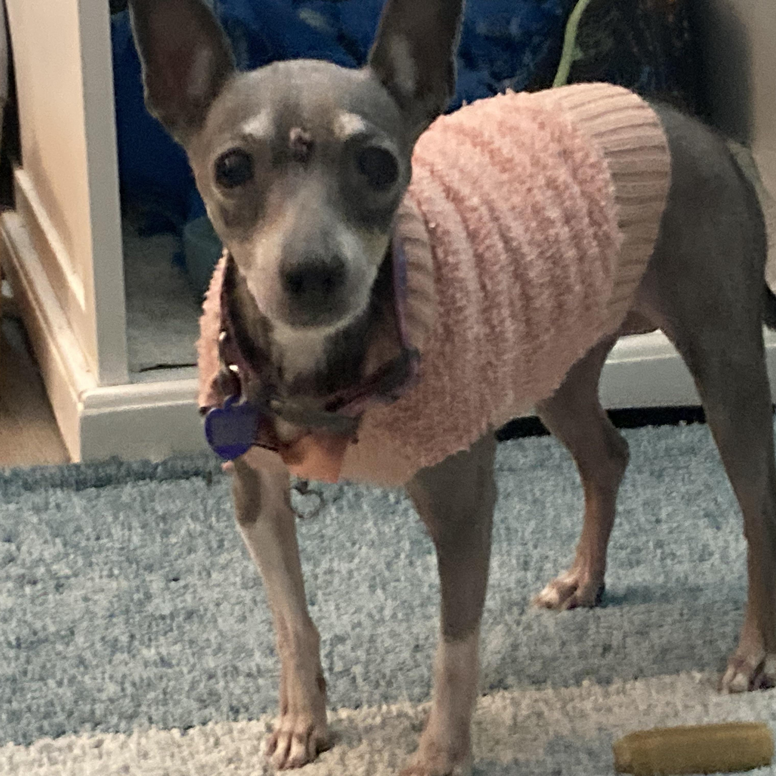 Ernestine, Adoptable, Senior Female Chihuahua.