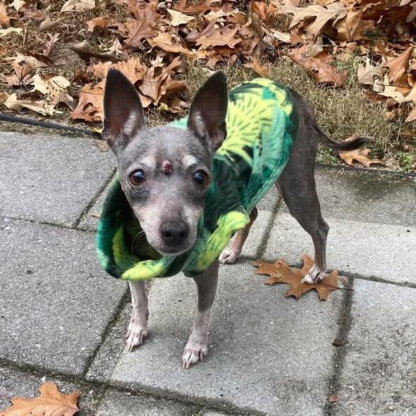 Ernestine, a Adoptable mixed breed in Rockville, MD image 5/6