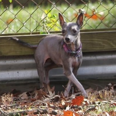 Enlarge Ernestine, a Adoptable mixed breed in Rockville, MD image 4/6