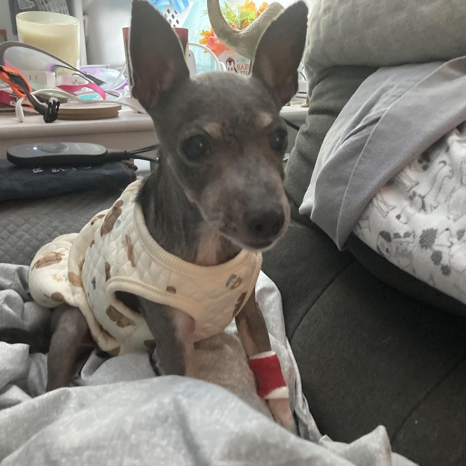 Ernestine, Adoptable, Senior Female Chihuahua.