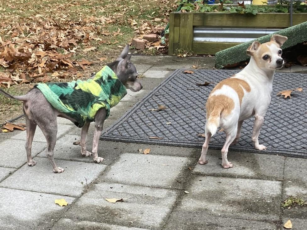 Ernestine, a Adoptable mixed breed in Rockville, MD image 4/6