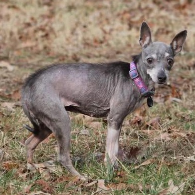 Enlarge Ernestine, a Adoptable mixed breed in Rockville, MD image 1/6