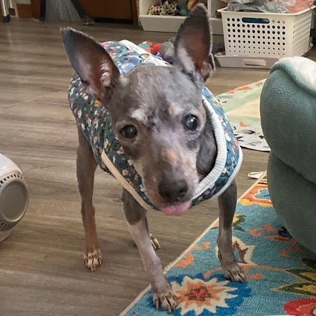 Ernestine, a Adoptable mixed breed in Rockville, MD image 1/6