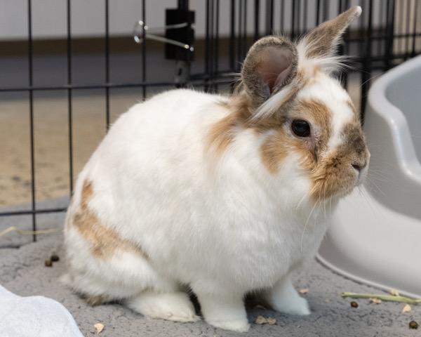 BIBBLE, Adoptable, Adult Male Bunny Rabbit.