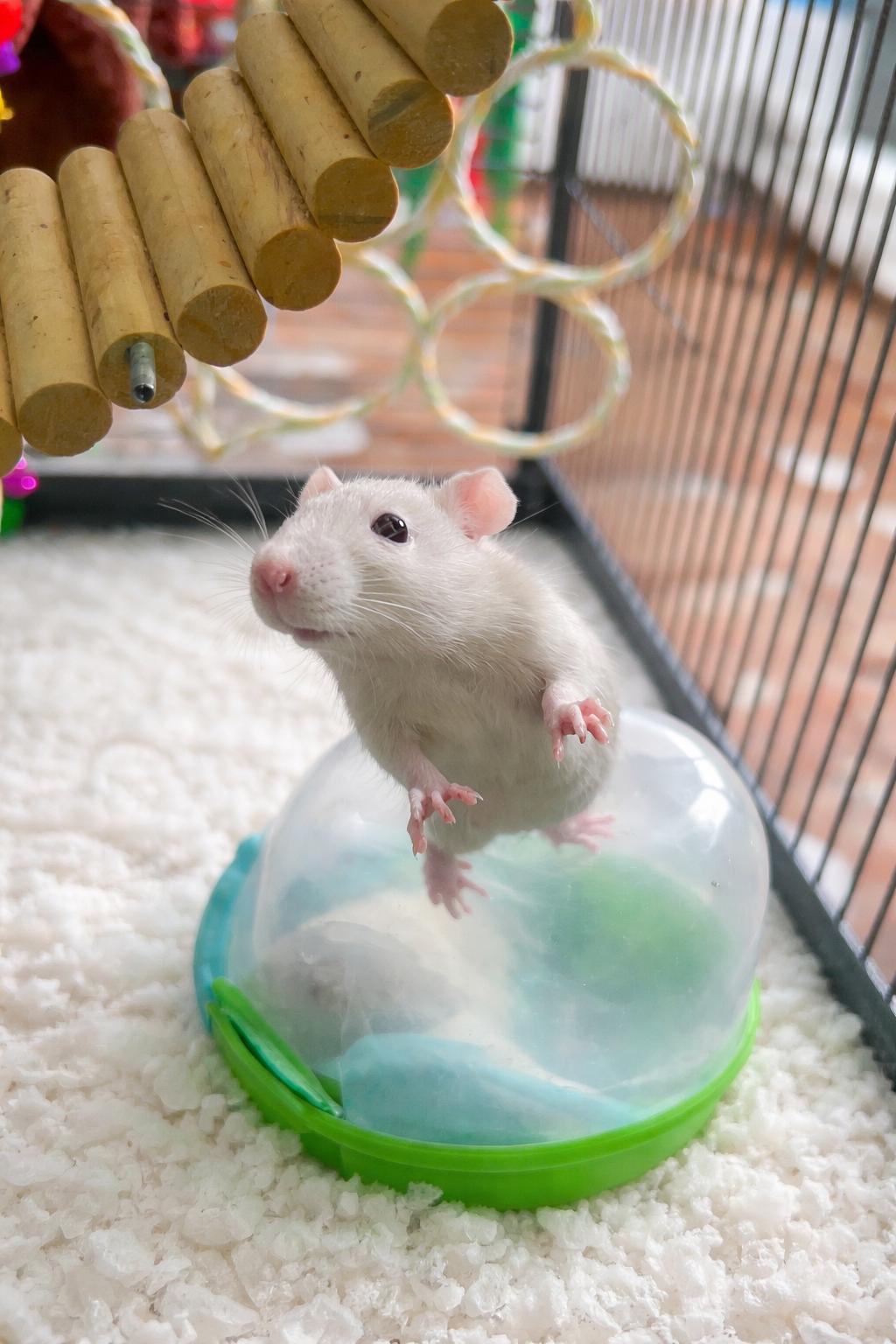 Soup, adopted, Young Female Rat.