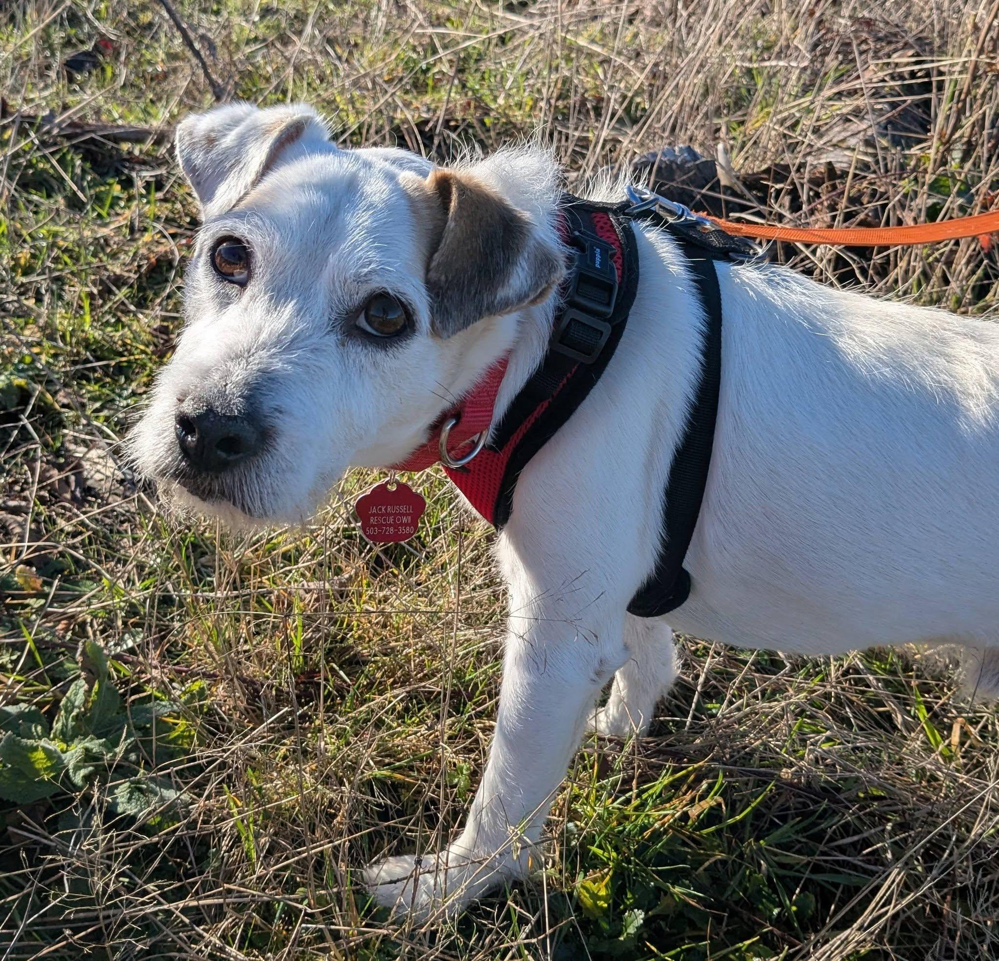 Enlarge Granite, a ADOPTABLE Jack Russell Terrier in Clatskanie, OR image 1/6