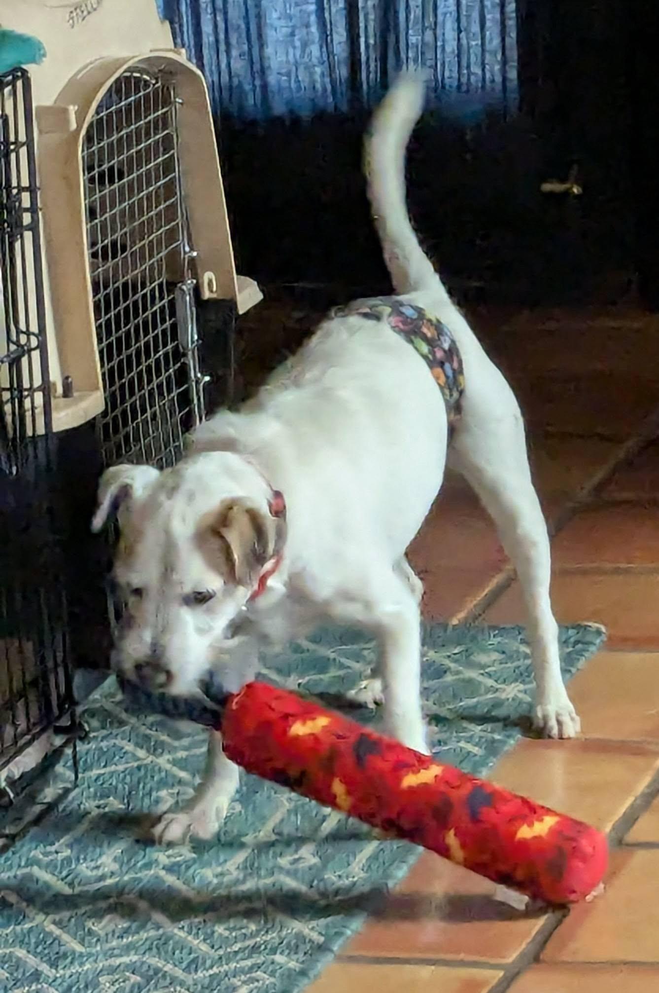 Enlarge Granite, a ADOPTABLE Jack Russell Terrier in Clatskanie, OR image 5/6