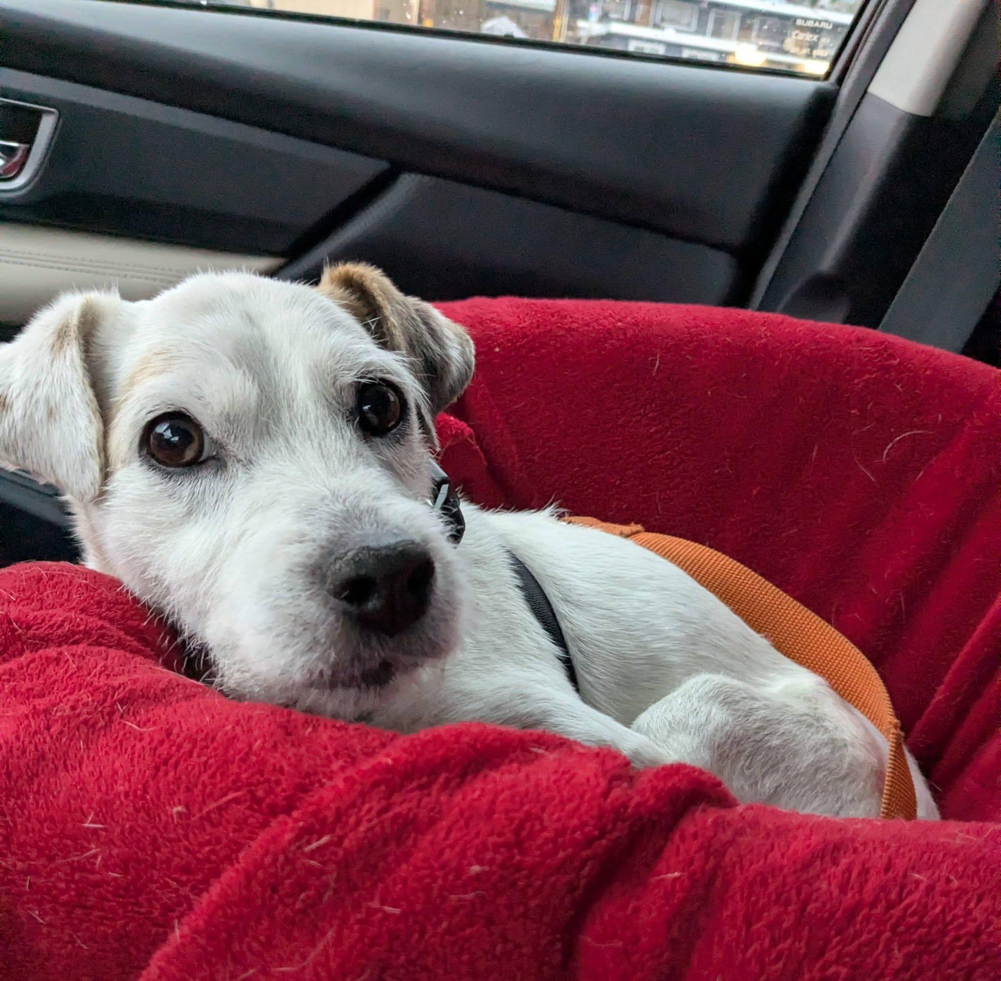Enlarge Granite, a ADOPTABLE Jack Russell Terrier in Clatskanie, OR image 2/6