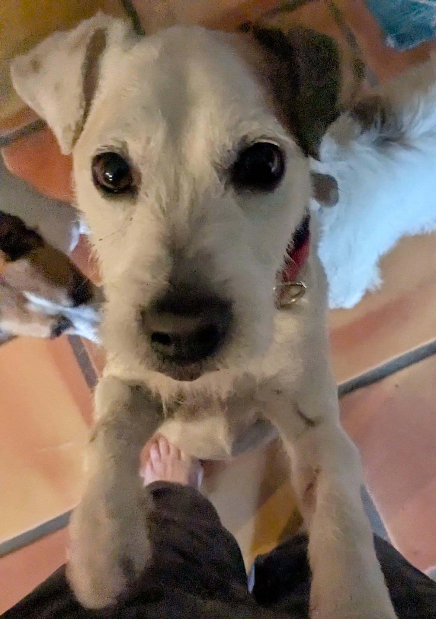 Enlarge Granite, a ADOPTABLE Jack Russell Terrier in Clatskanie, OR image 3/6