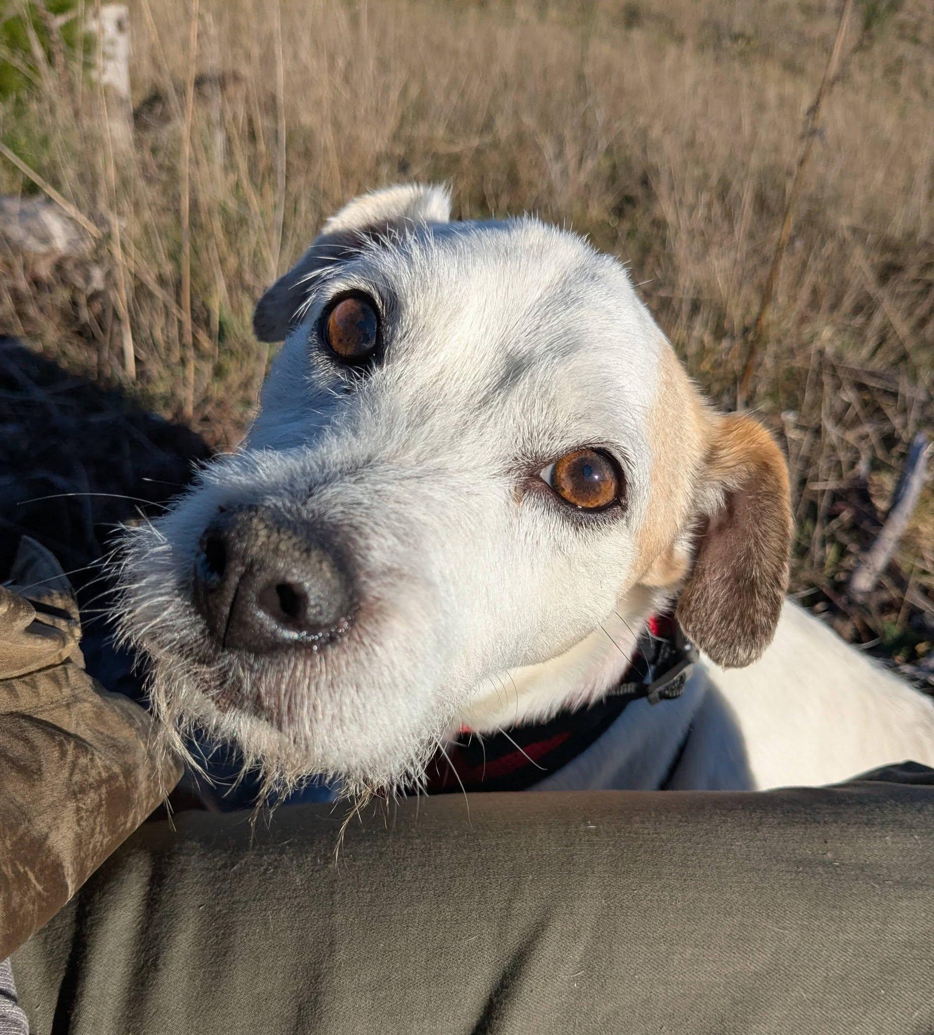 Enlarge Granite, a ADOPTABLE Jack Russell Terrier in Clatskanie, OR image 4/6