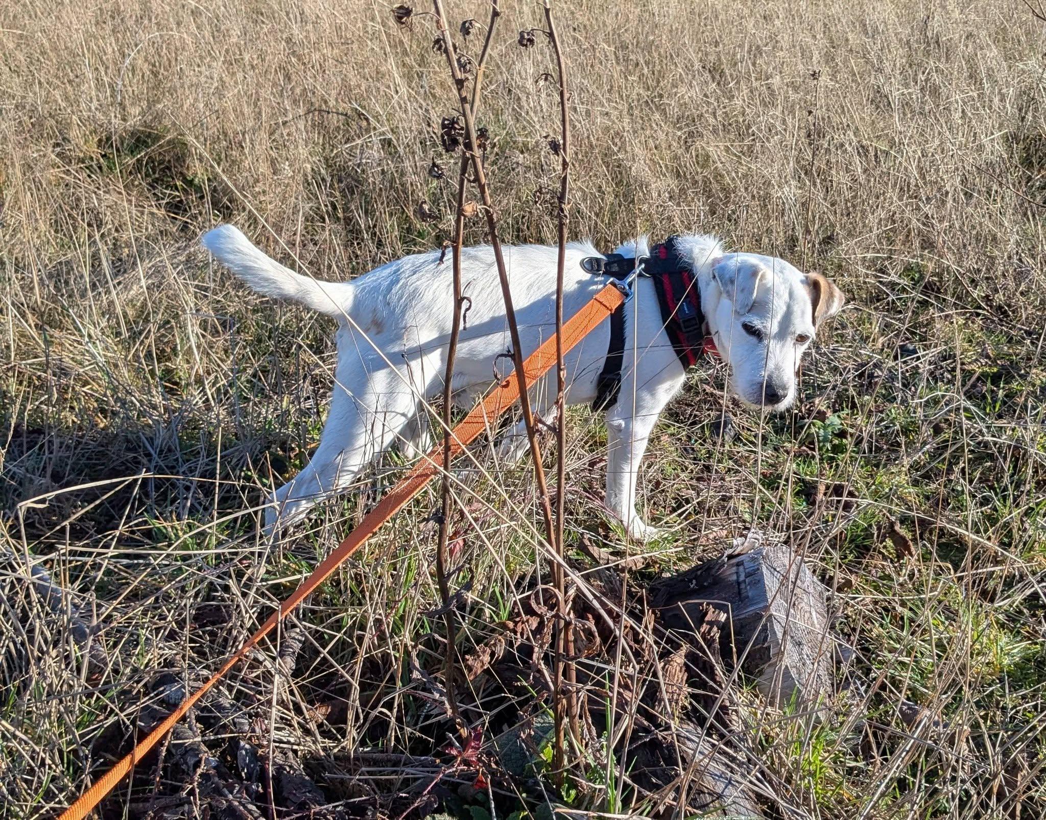 Enlarge Granite, a ADOPTABLE Jack Russell Terrier in Clatskanie, OR image 6/6