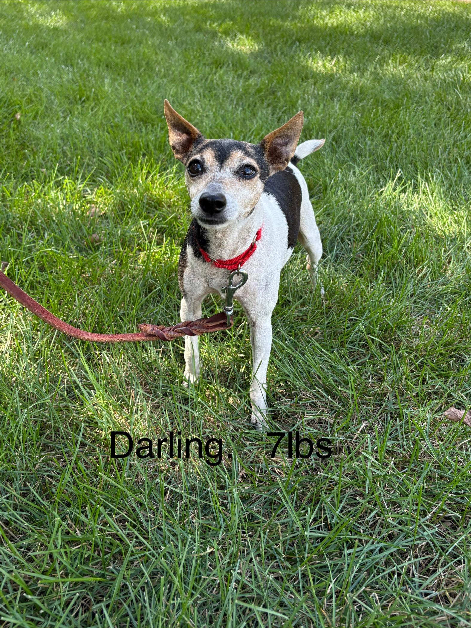 Darling