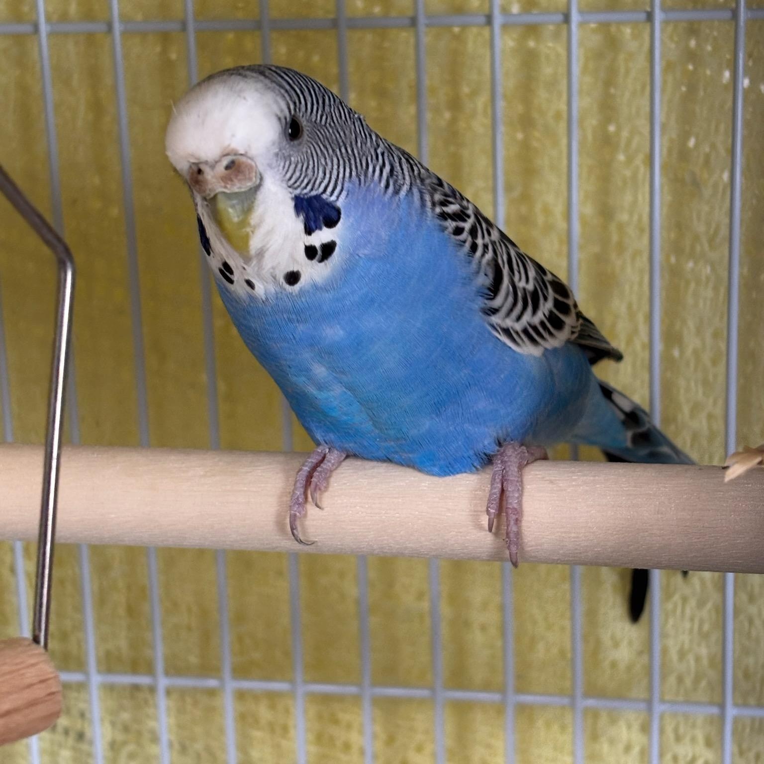 Blink, a ADOPTABLE Parakeet (Other) in College Park, MD image 3/3