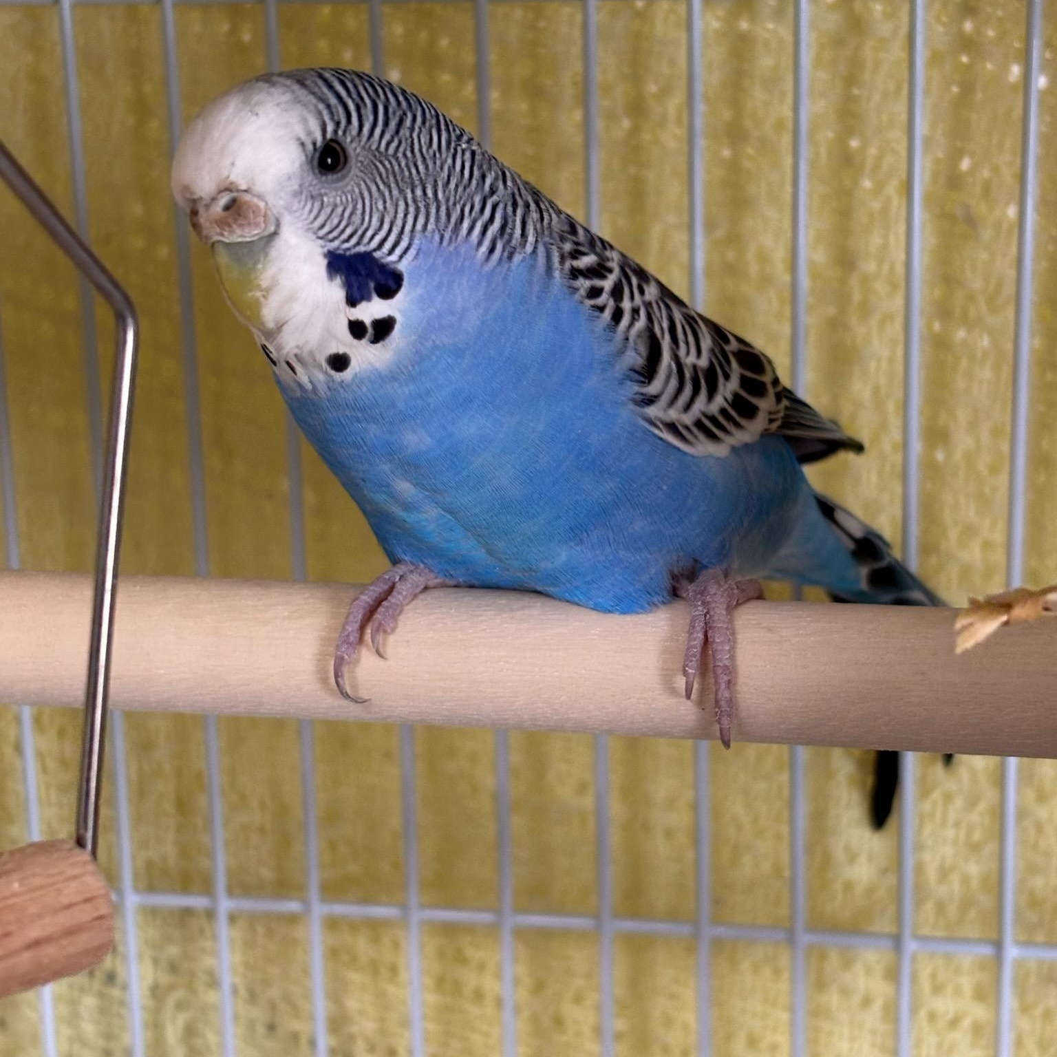 Blink, a ADOPTABLE Parakeet (Other) in College Park, MD image 1/3
