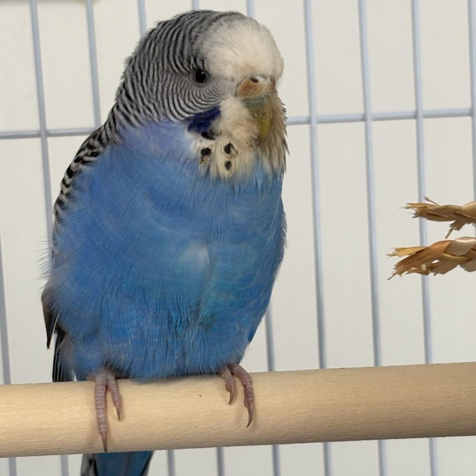Blink, a ADOPTABLE Parakeet (Other) in College Park, MD image 2/3