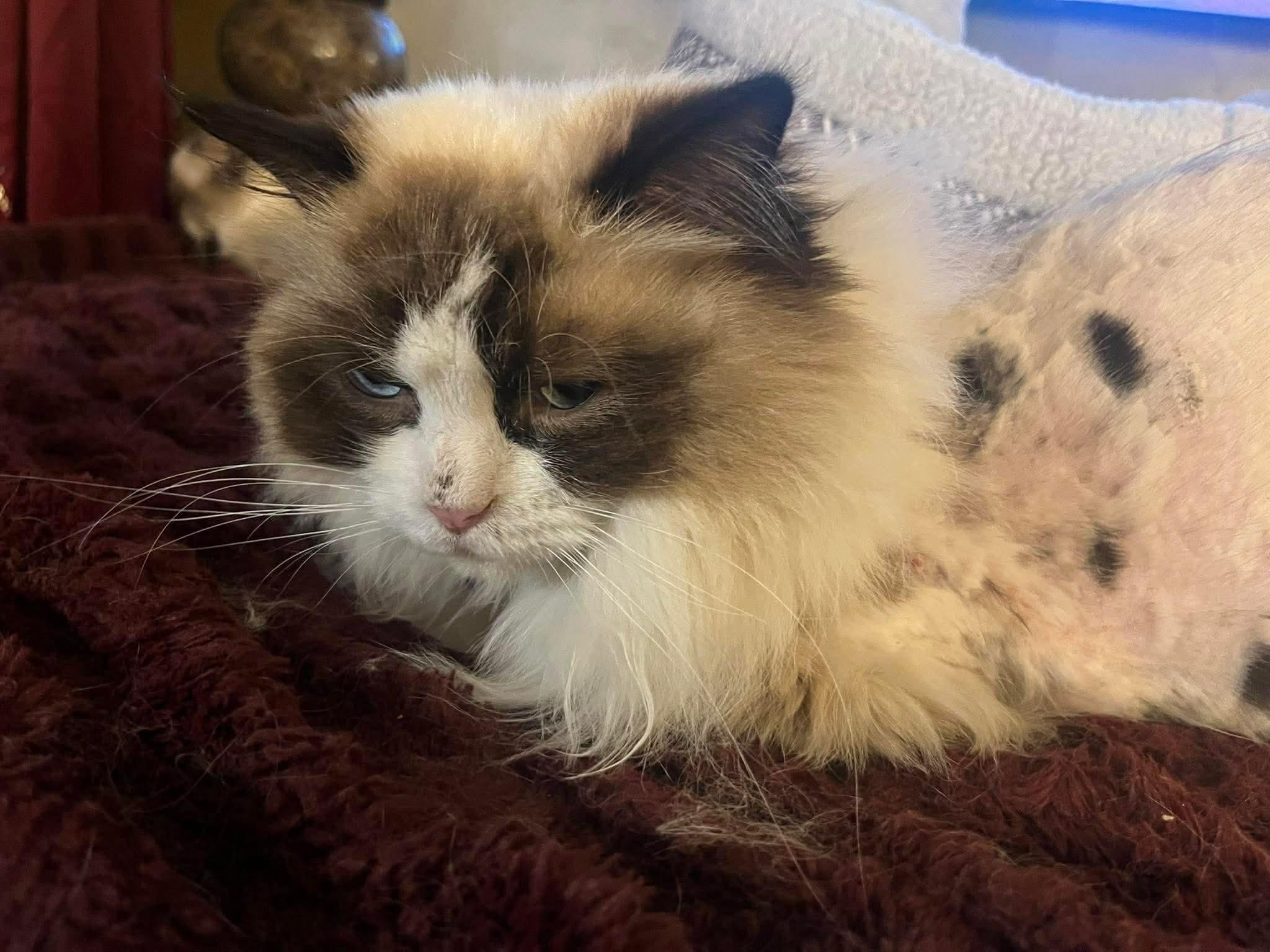 Enlarge Cookie Monster, a ADOPTABLE Ragdoll in Ennis, TX image 2/2
