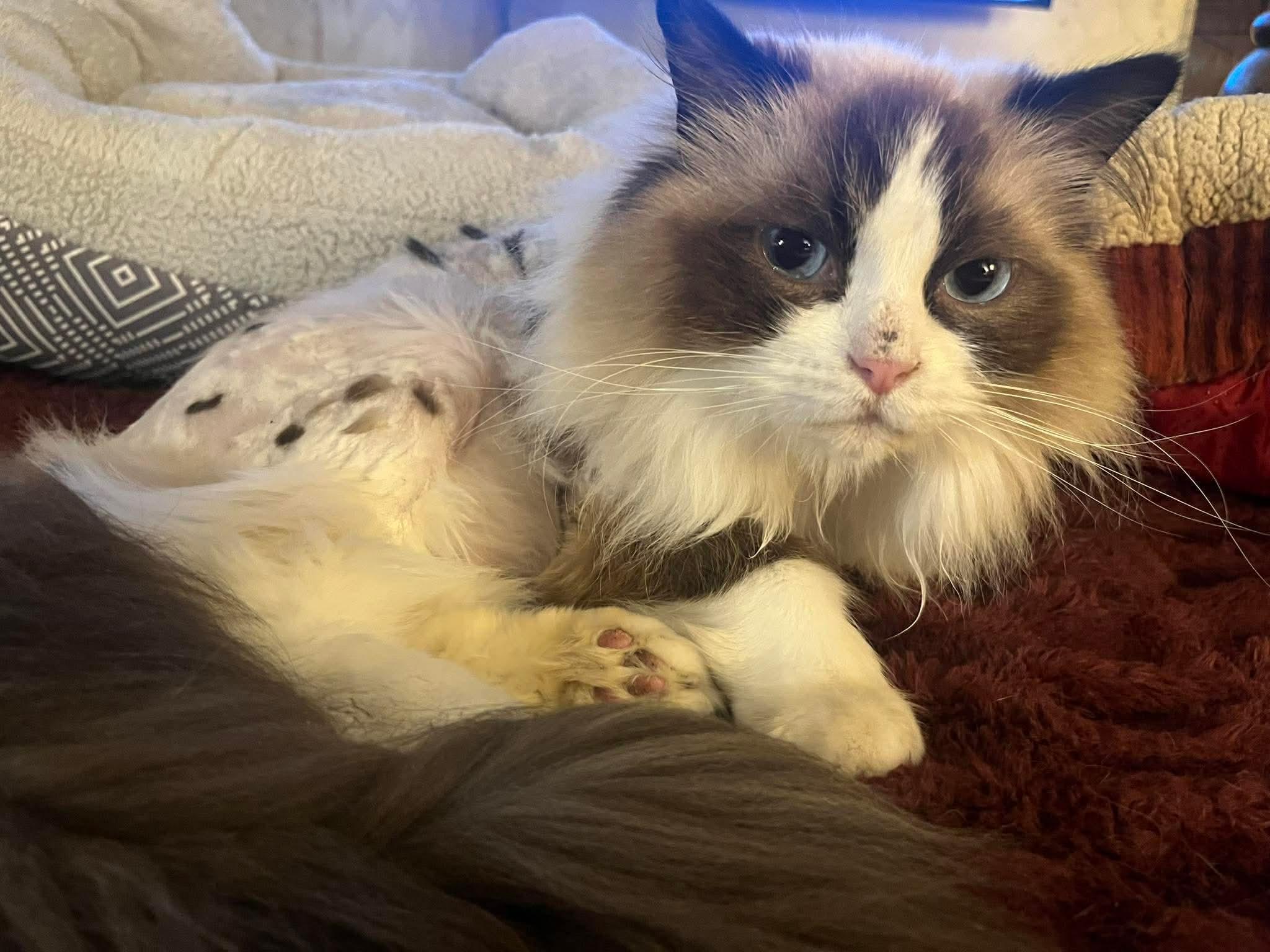 Cookie Monster, ADOPTABLE, Young Male Ragdoll.