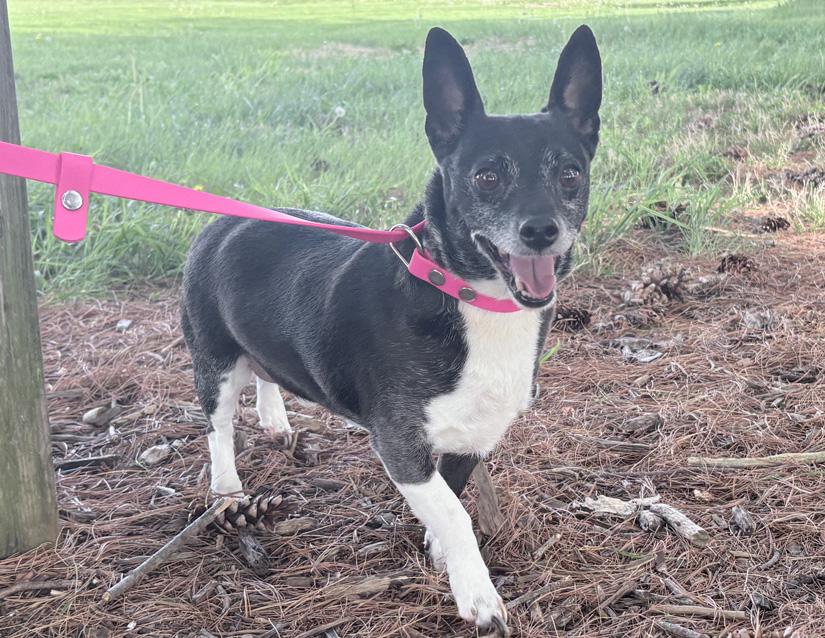 Gollum, a ADOPTABLE mixed breed in Columbus, IN image 2/2