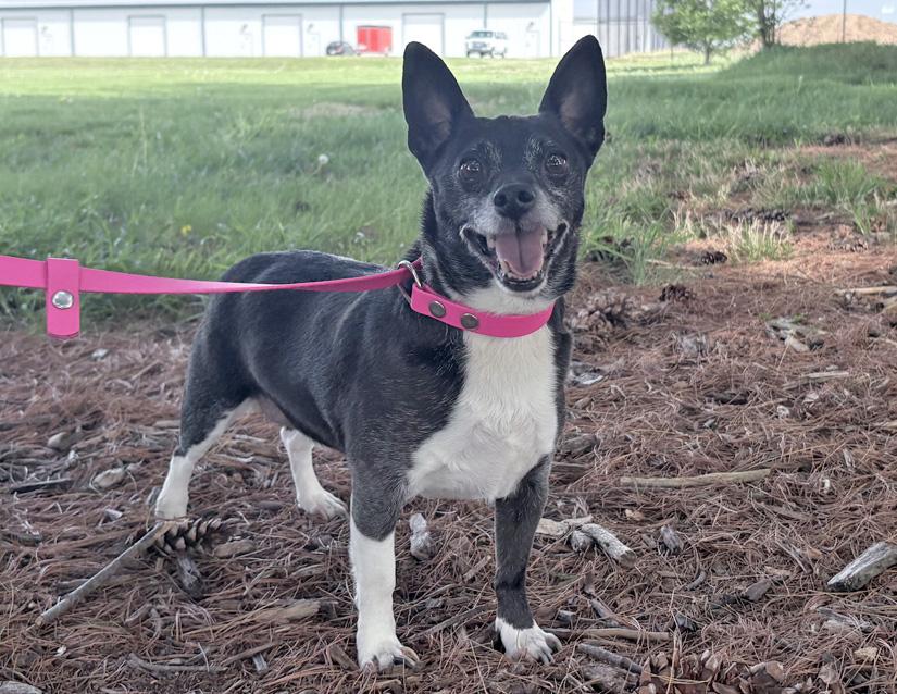 Gollum, a ADOPTABLE mixed breed in Columbus, IN image 1/2