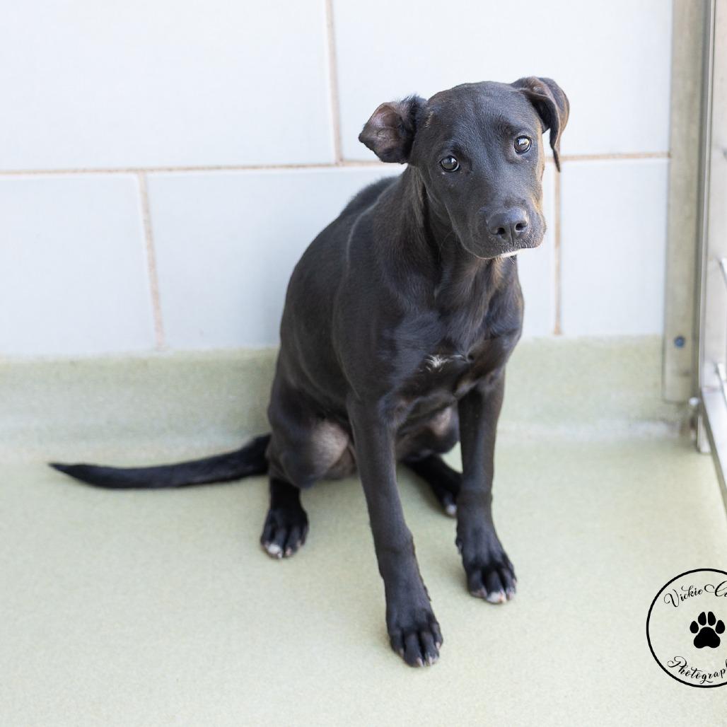 Clover, Adoptable, Puppy Female Labrador Retriever & Australian Cattle Dog / Blue Heeler.