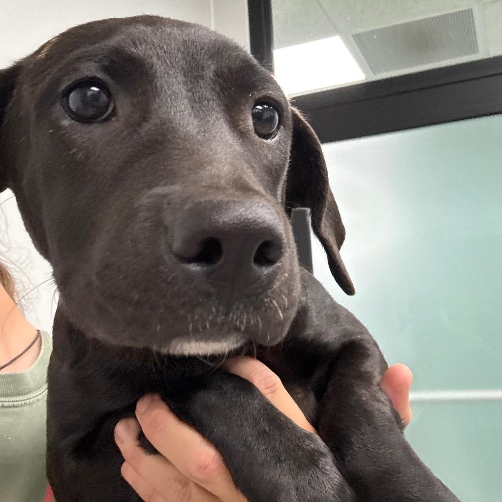 Enlarge Clover, a Adoptable mixed breed in Abilene, TX image 2/2