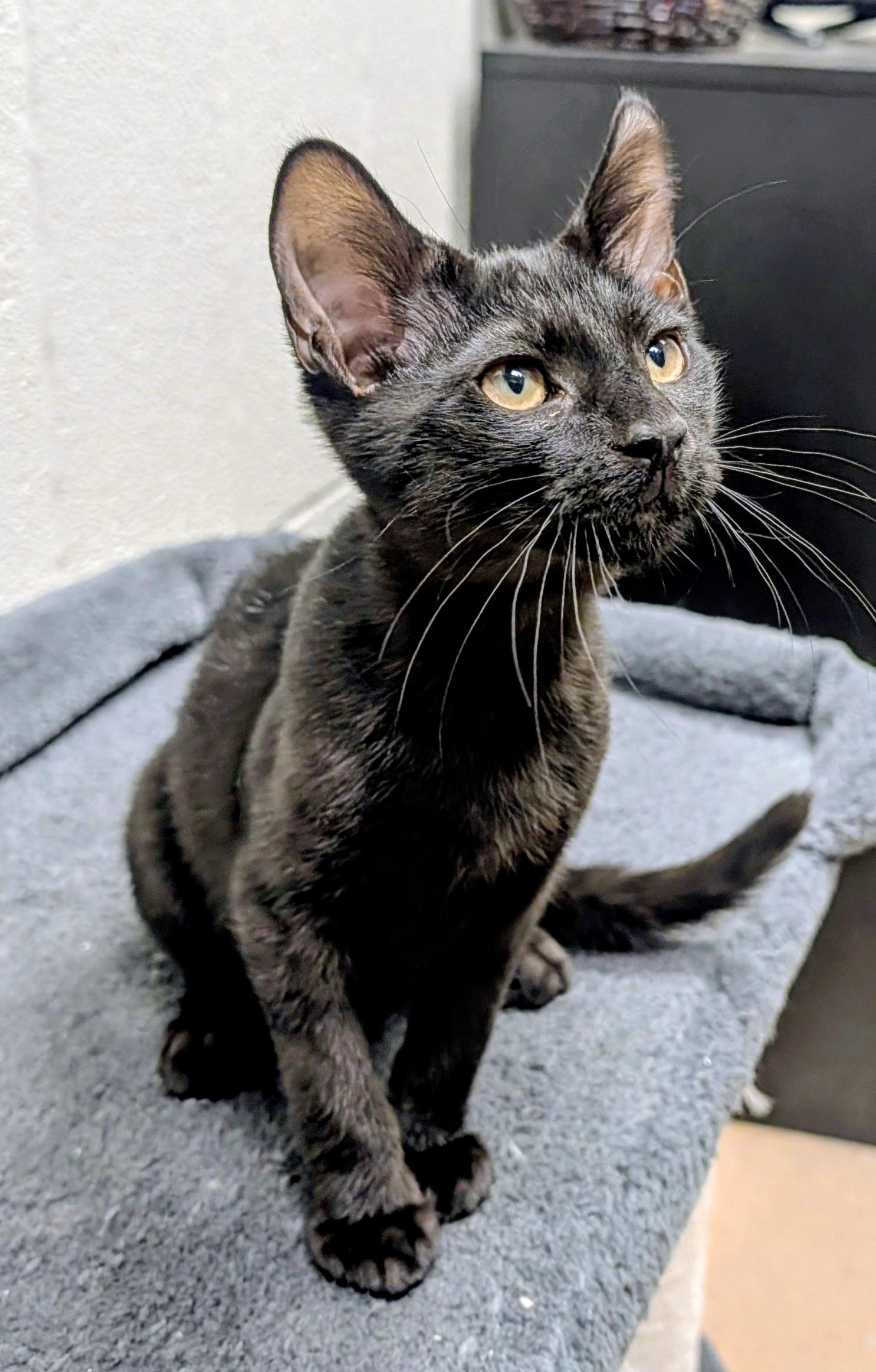 Enlarge Smudge, an adopted Domestic Short Hair in Mount Juliet, TN image 2/3
