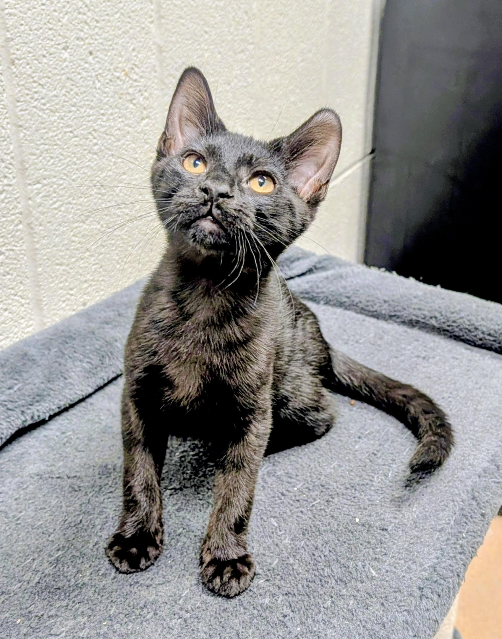 Enlarge Smudge, an adopted Domestic Short Hair in Mount Juliet, TN image 3/3