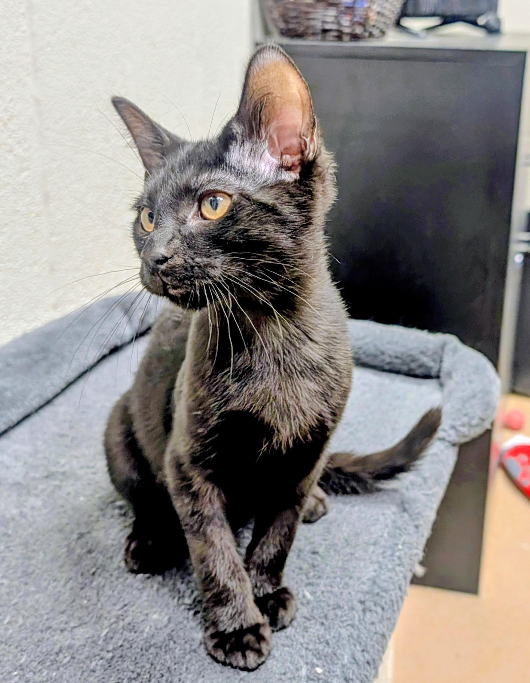 Smudge, adopted, Young Male Domestic Short Hair.