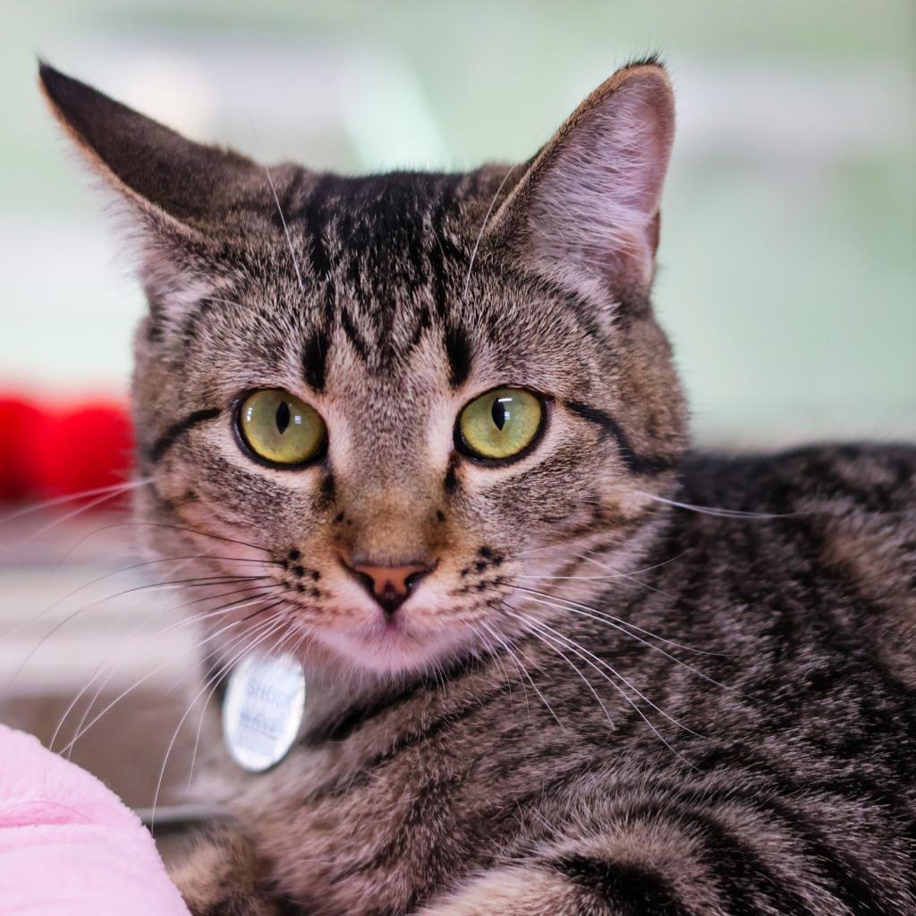 Shockwave, a Adoptable mixed breed in Hot Springs, AR image 1/5